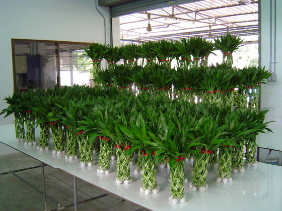 b3_29_dracaena.jpg